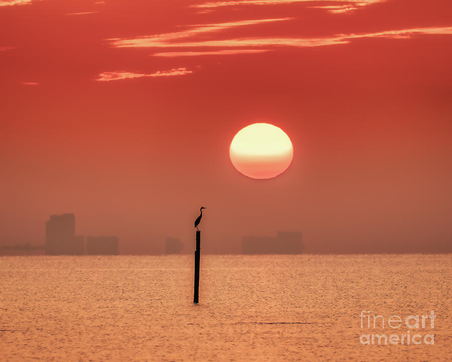 Heron Photograph - Heron Sunrise by Brian Wright