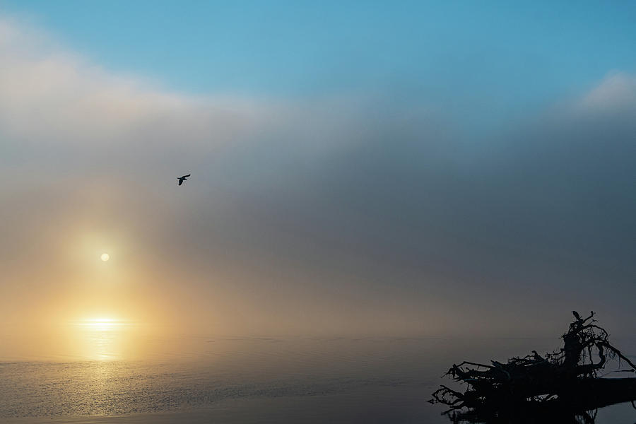 Sunrise Photograph - Heron Sunrise by Mary Hone