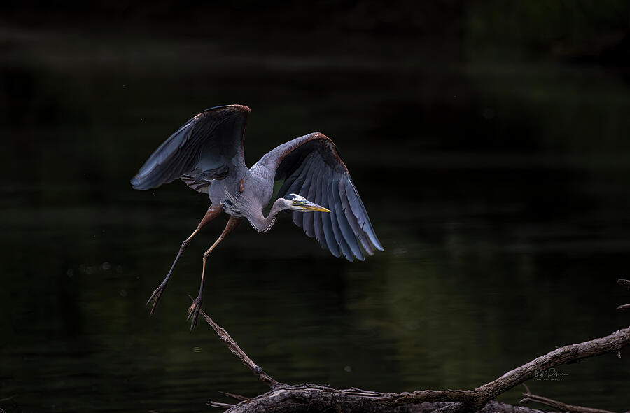 Heron Takeoff Branch Photograph by Bill Posner