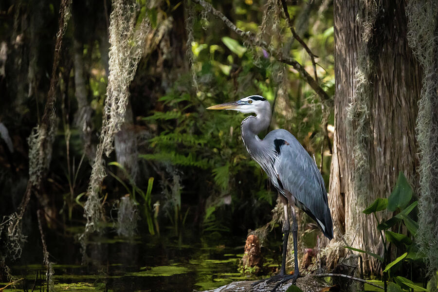 Heron The Great Photograph by Dodie Ross Heron The Great Photograph by Dodie Ross
