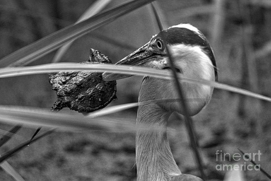 Heron Turtle Hunter Black And White Photograph by Adam Jewell