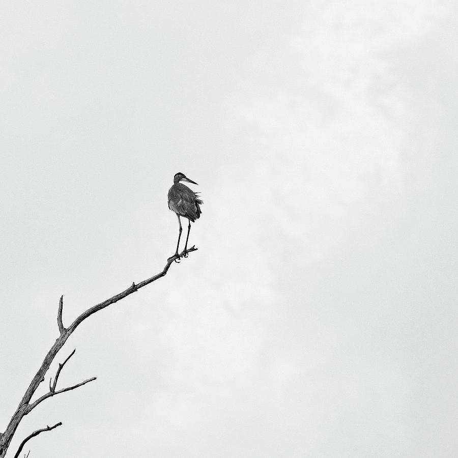 Heron Photograph - Heron, UW Arboretum, Madison, WI by Steven Ralser