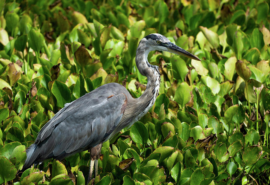 Heron Waiting Photograph by Jeff Ammons - Fine Art America