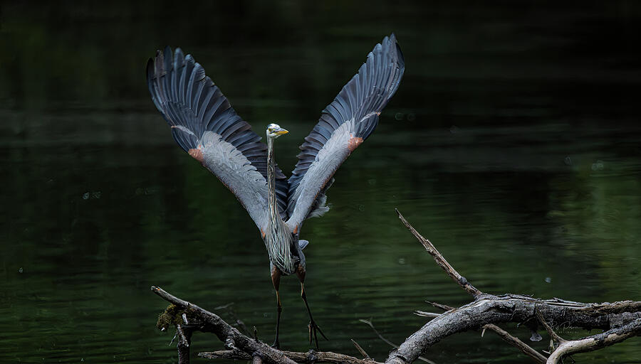 Heron Wings Spread Photograph by Bill Posner Heron Wings Spread Photograph by Bill Posner