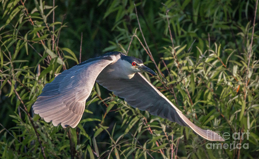 Heron Wingspan Photograph by Tom Claud