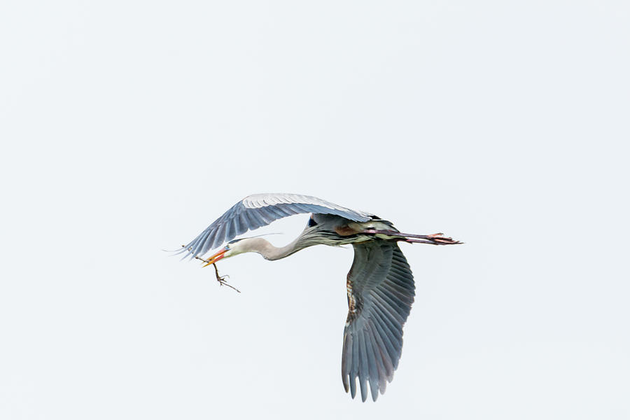 Heron With Another Stick Photograph