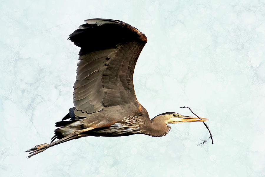 Wildlife Photograph - Heron with Branch for Nest by Peggy Collins