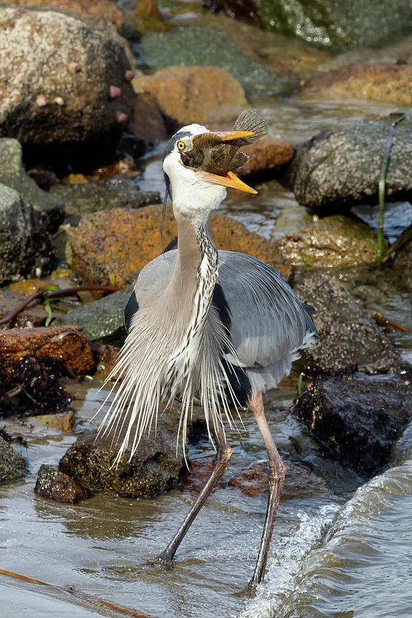 Heron With Cabezon In Morro Bay Photograph