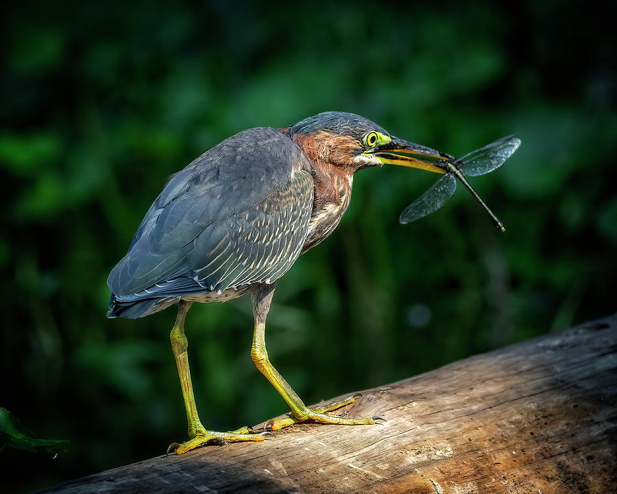 Heron with Dragonfly Photograph by Alan Raasch