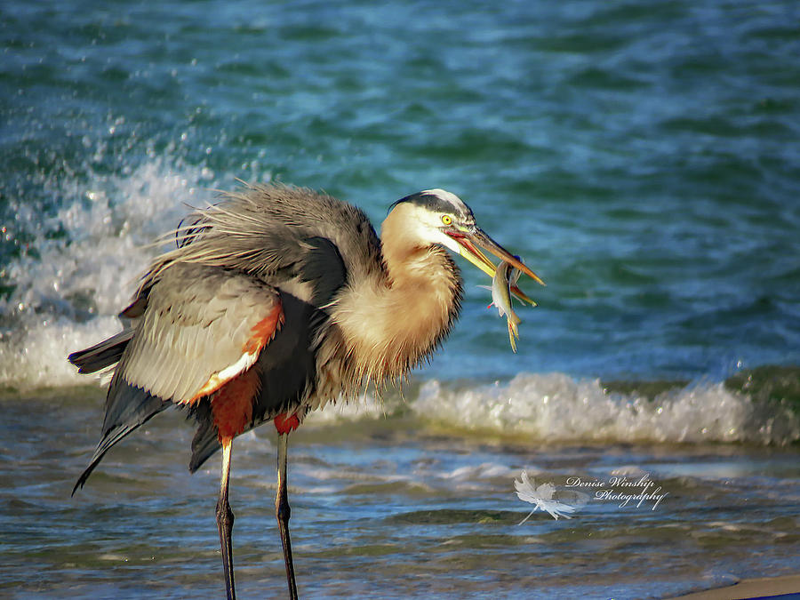 Heron with Fish  Photograph by Denise Winship