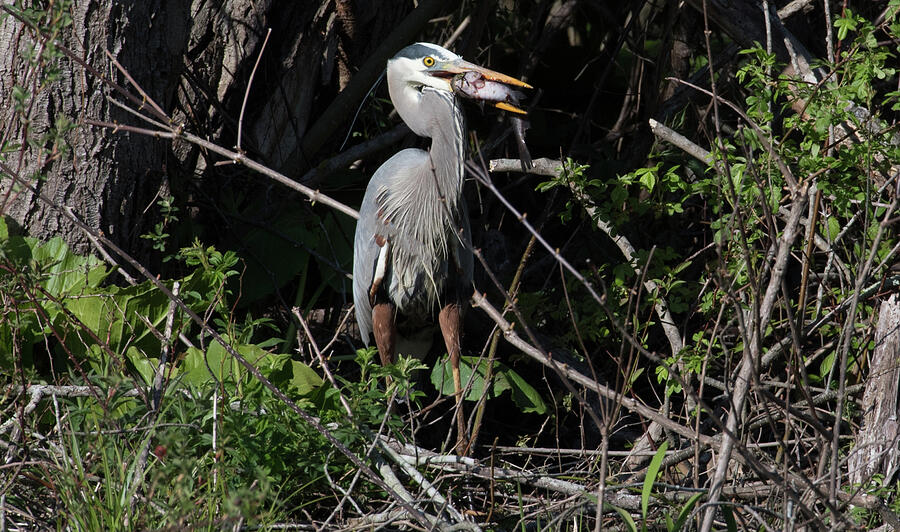 Heron with Fish Photograph by Michael Moriarty Heron with Fish Photograph by Michael Moriarty