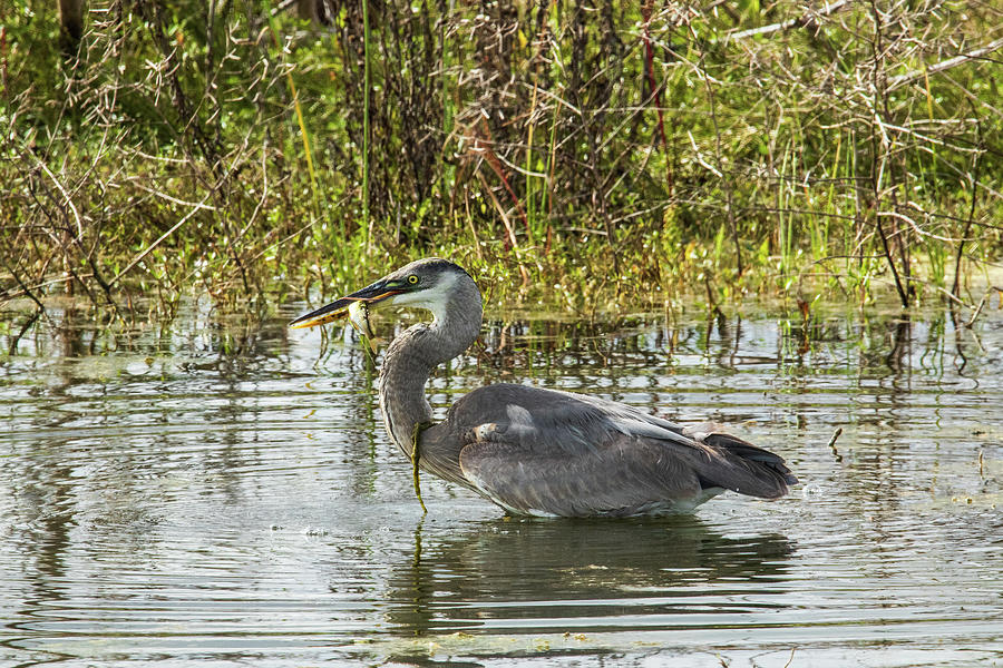 Heron With His Fish Photograph By Terri Morris - Fine Art America