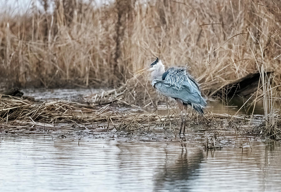 Heron With Ruffled Feathers Photograph