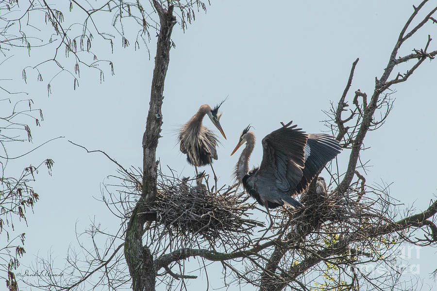 Herons and their Young Photograph by David Arment - Pixels