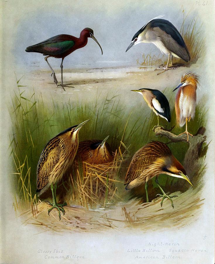 Herons By Archibald Thorburn Mixed Media by World Art Collective