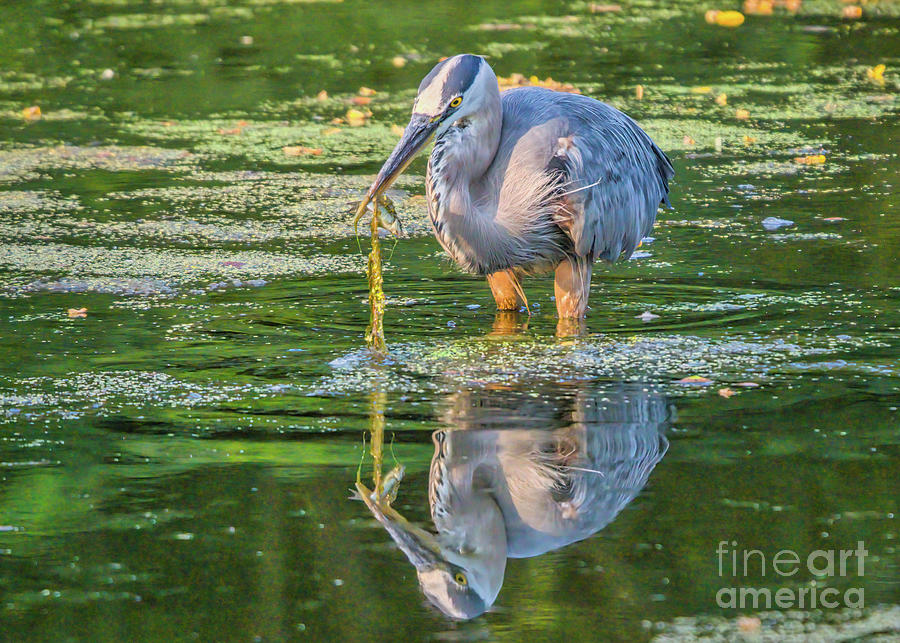 Herons Fish Dinner Photograph by Charline Xia