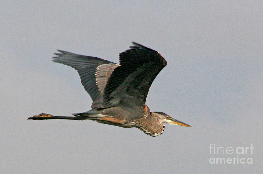Herons Flight Photograph by Mariarosa Rockefeller