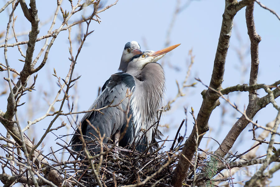 Herons in Love Photograph by Kristine Anderson