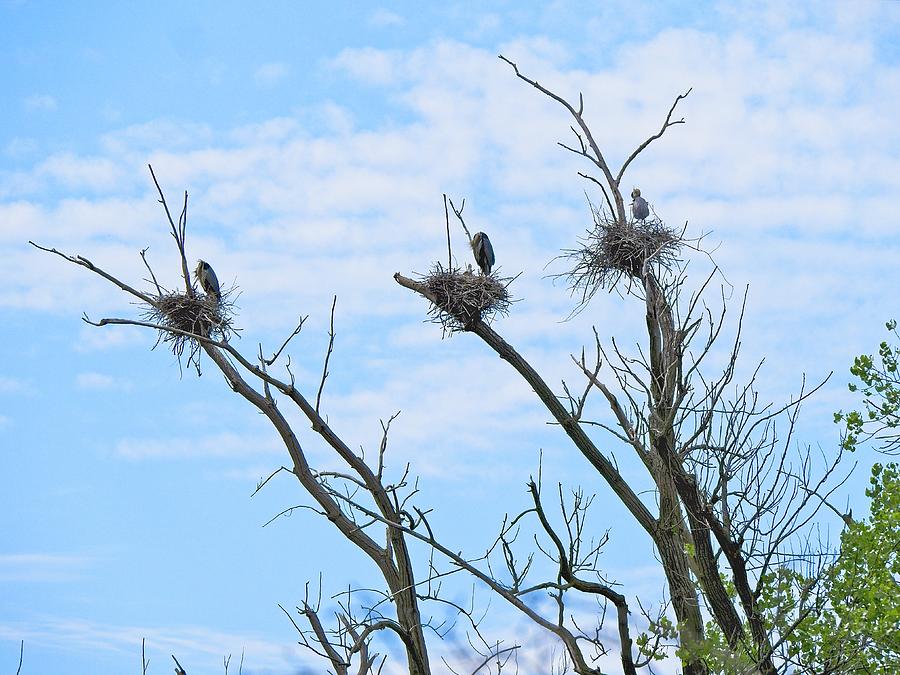 Herons on Nests 1 - UW Arboretum, Madison, WI Photograph by Steven Ralser