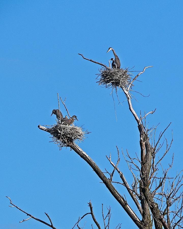 Herons on Nests 11 - UW Arboretum, Madison, WI Photograph by Steven Ralser