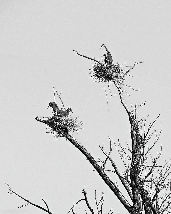 Herons on Nests 12 - UW Arboretum, Madison, WI Photograph by Steven Ralser