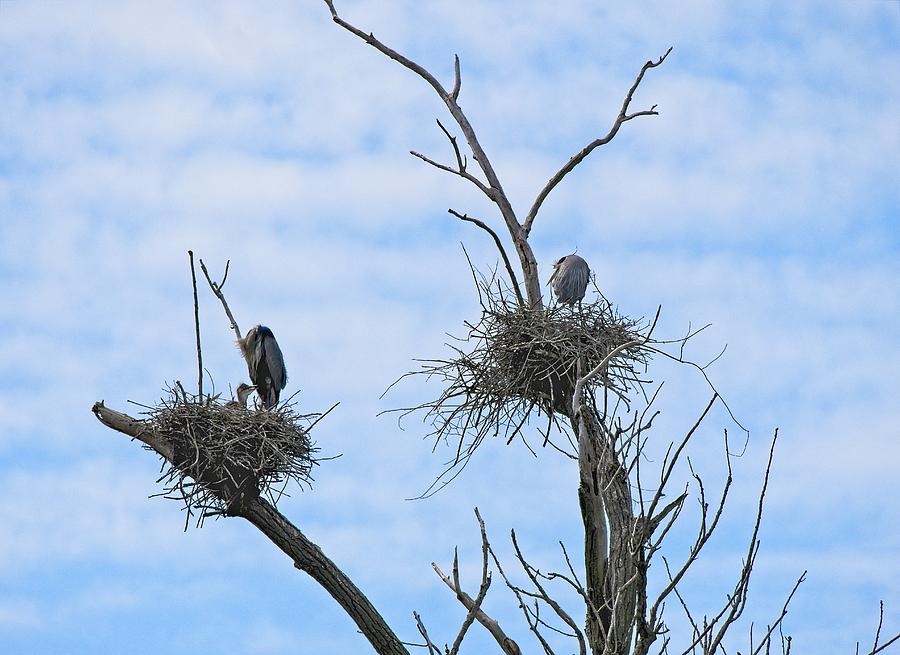 Herons on Nests 2 - UW Arboretum, Madison, WI Photograph by Steven Ralser