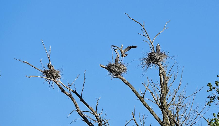 Herons on Nests 3 - UW Arboretum, Madison, WI Photograph by Steven Ralser