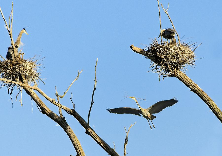 Herons on Nests 4 - UW Arboretum, Madison, WI Photograph by Steven Ralser