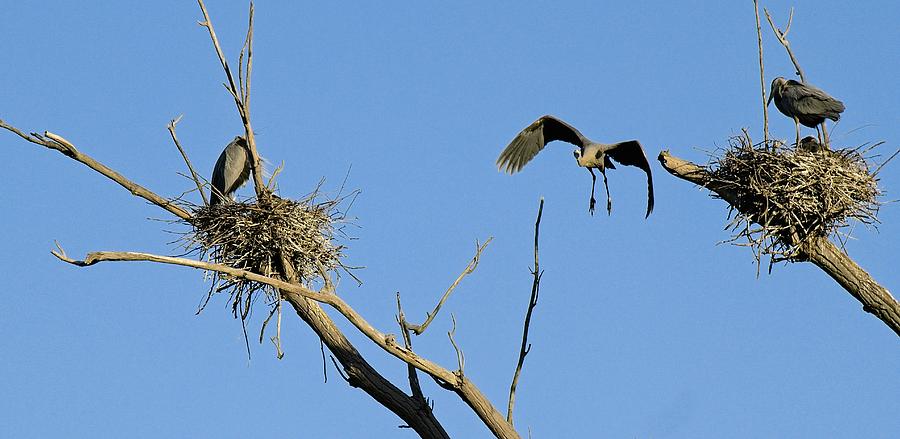 Herons on Nests 5 - UW Arboretum, Madison, WI Photograph by Steven Ralser