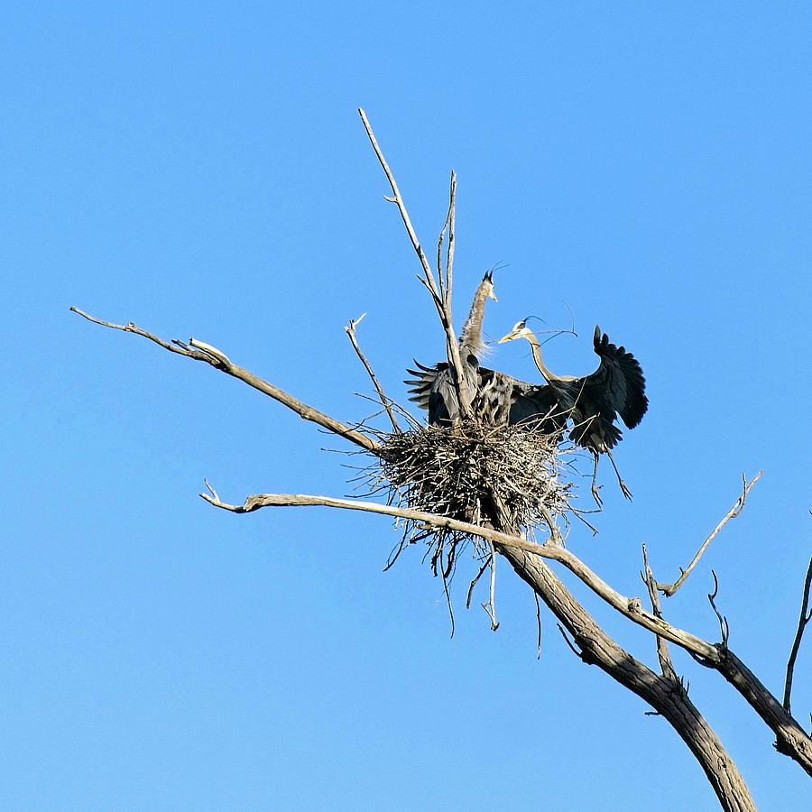 Herons on Nests 7 - UW Arboretum, Madison, WI Photograph by Steven Ralser