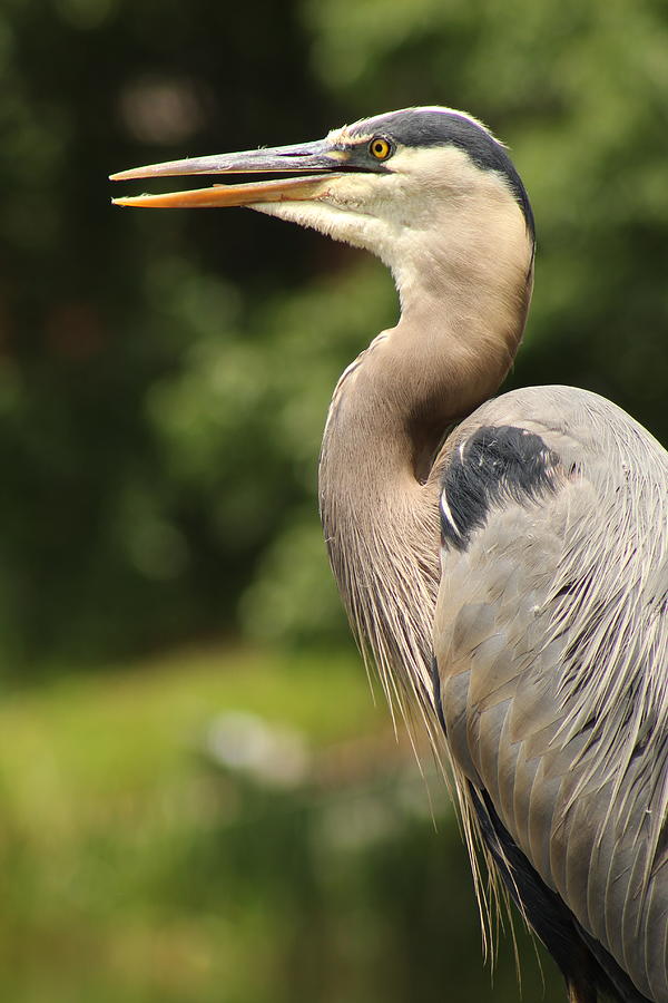 Herons Profile Photograph by Jane Ford