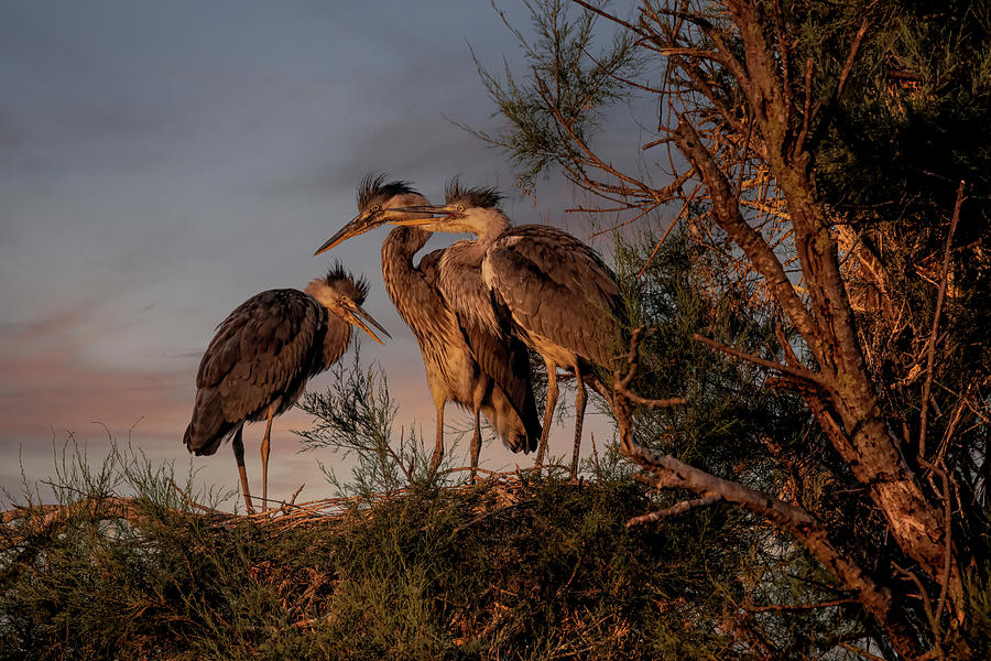 Herons Photograph by Wade Aiken