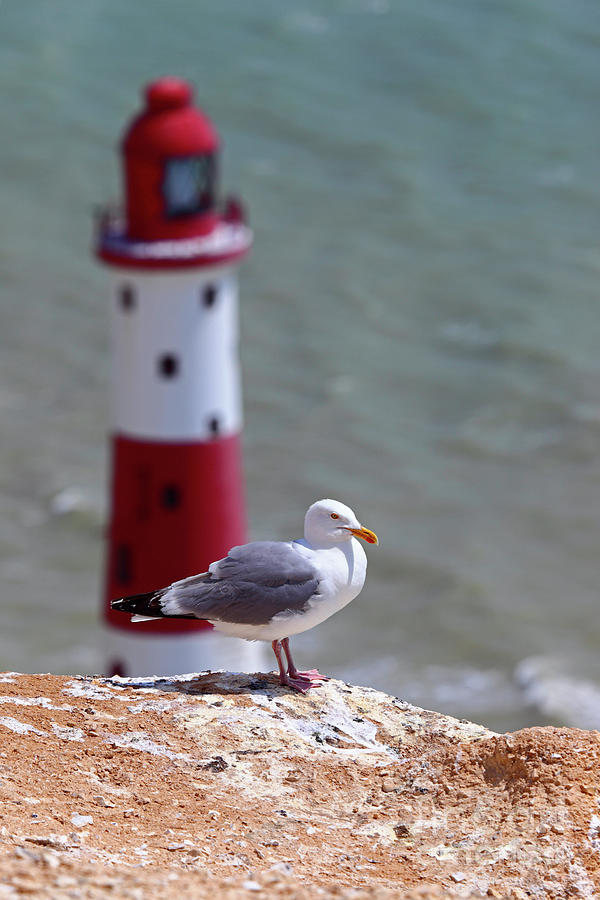 Herring gull and Beachy Head lighthouse Sussex UK Photograph by James Brunker
