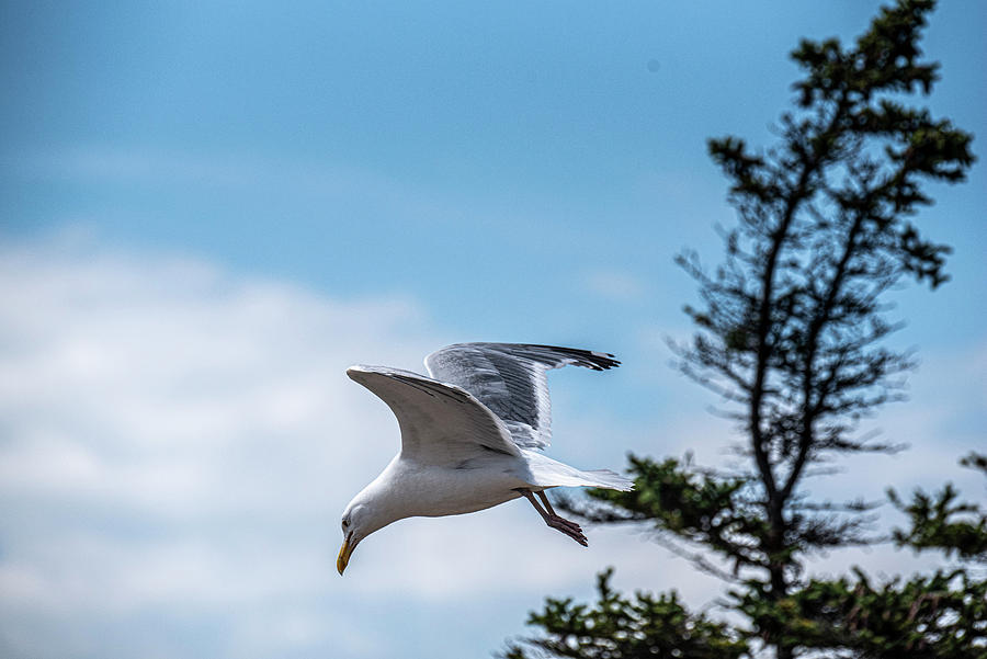 Herring Gull Approach Photograph by Daniel Hebard