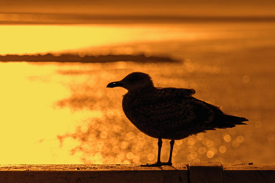 Herring Gull At Sunset Photograph