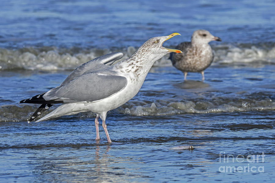 Herring Gull Calling Photograph by Arterra Picture Library