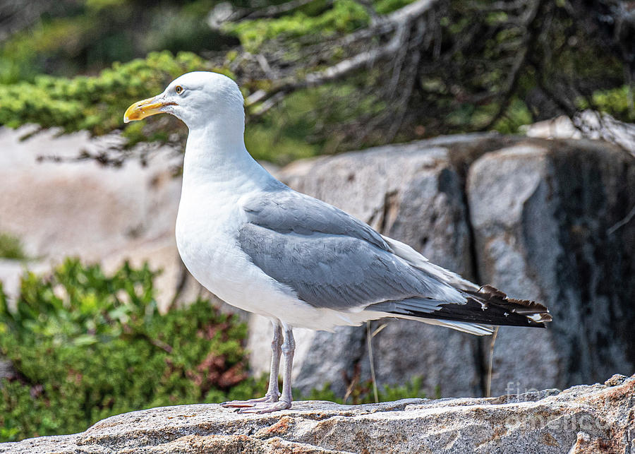 Herring Gull Photograph by Daniel Hebard