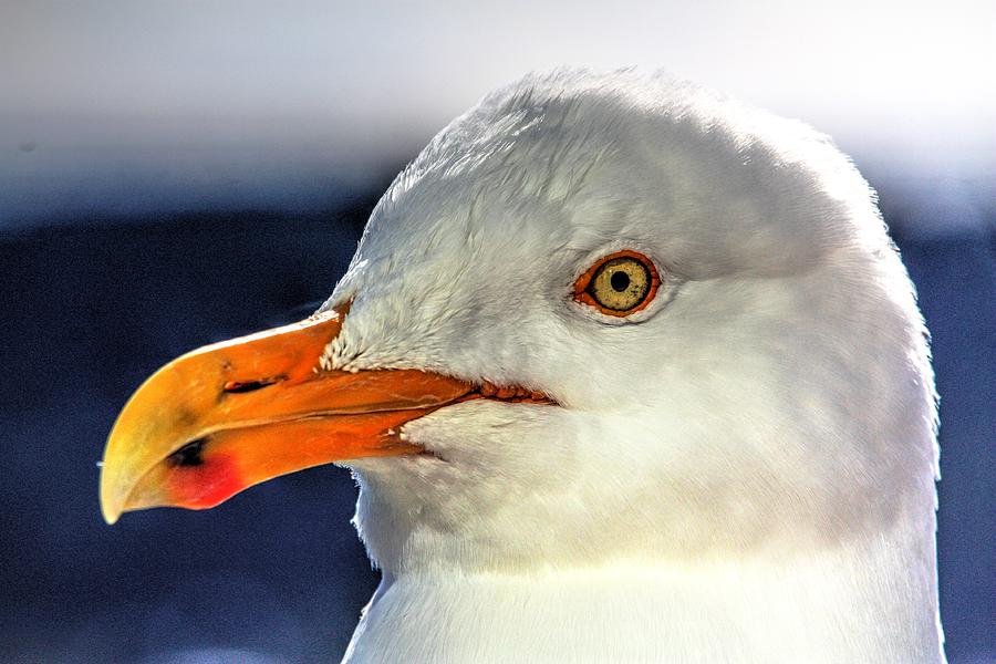 Herring Gull Photograph by David Matthews