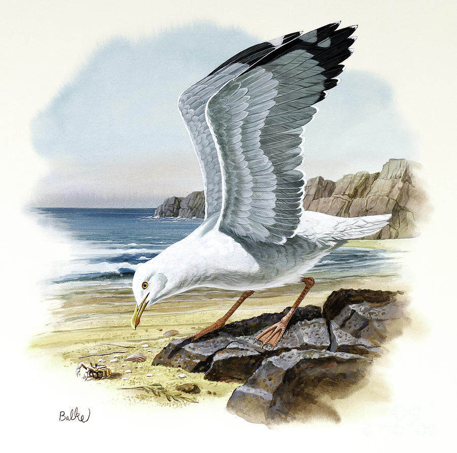 Herring Gull Painting by Don Balke