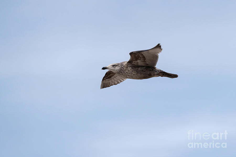 Herring Gull in Flight Photograph by Lorraine Cosgrove