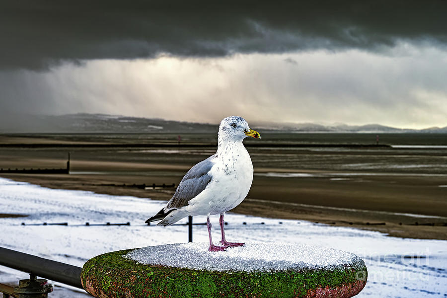 Seagull Photograph - Herring Gull In The Snow by Adrian Evans