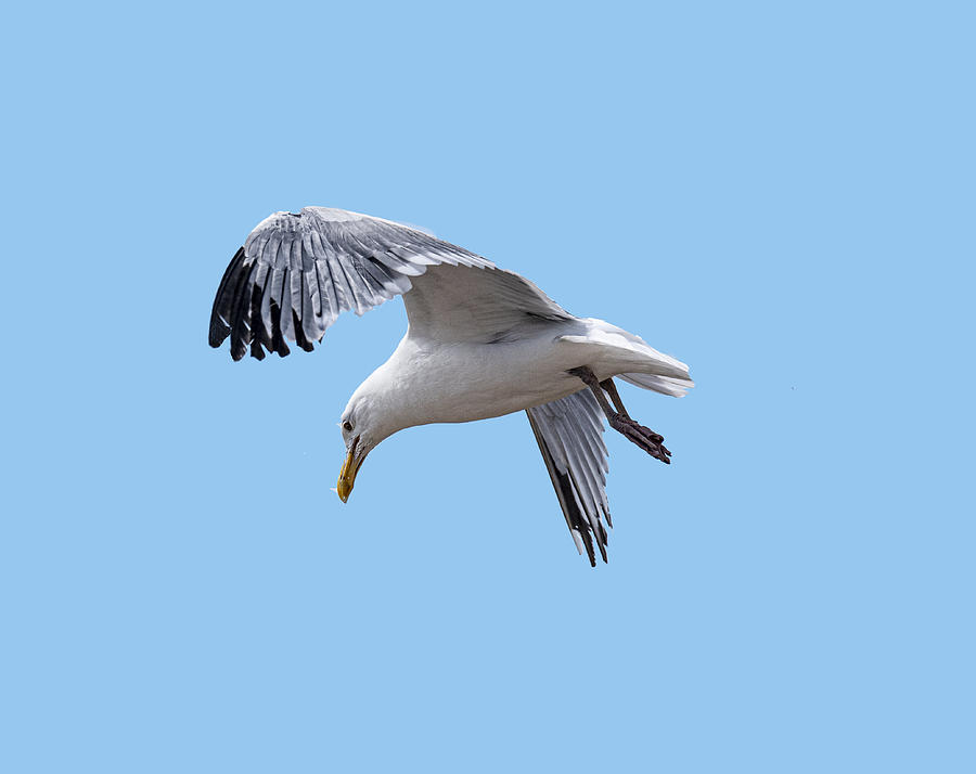 Herring Gull Incoming Photograph by Daniel Hebard