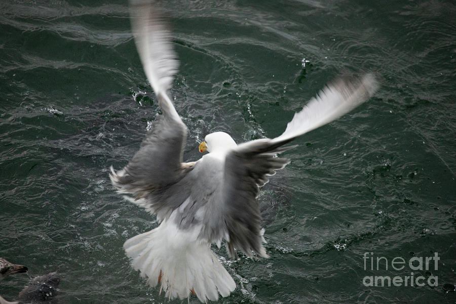 Herring Gull Photograph by Jeannette Hunt
