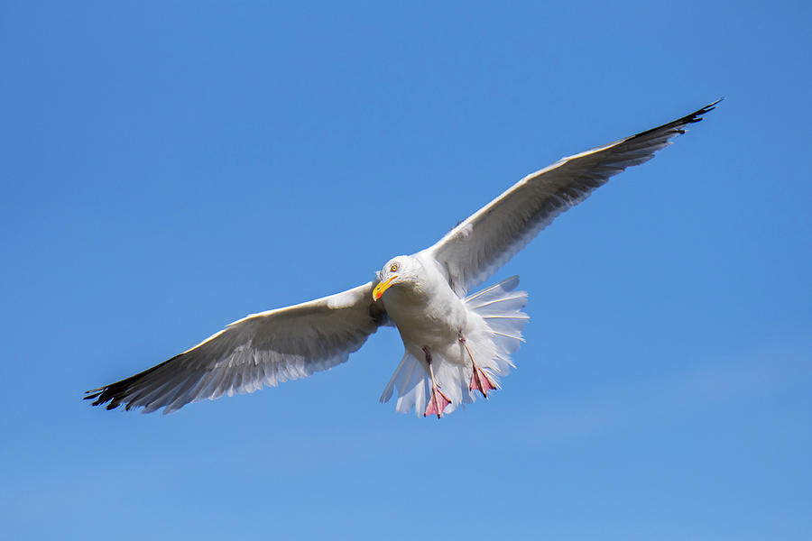 Herring Gull Landing Photograph by Arterra Picture Library - Fine Art ...