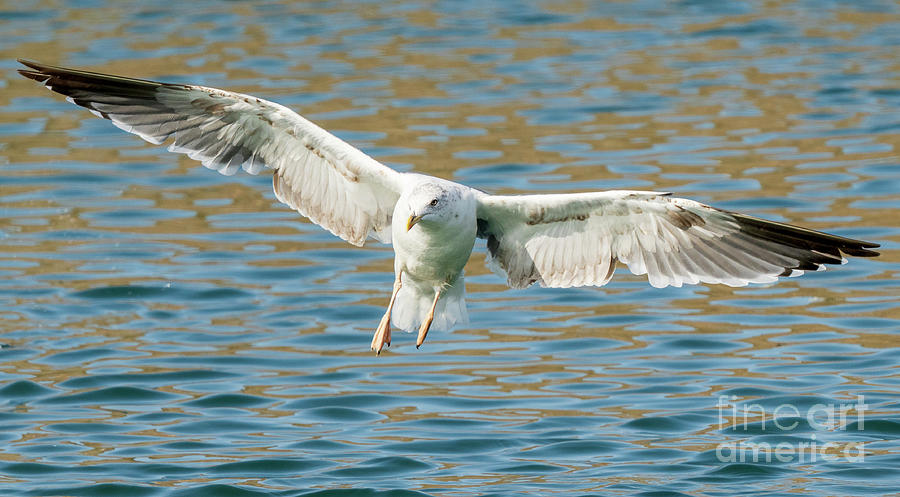 Herring Gull Larus argentatus Costa Ballena Cadiz Photograph by Pablo Avanzini