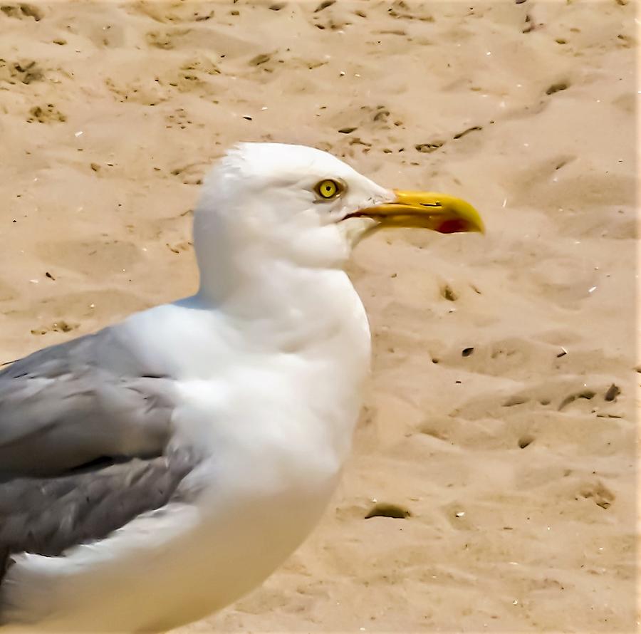 Herring Gull Profile Photograph by Linda Stern