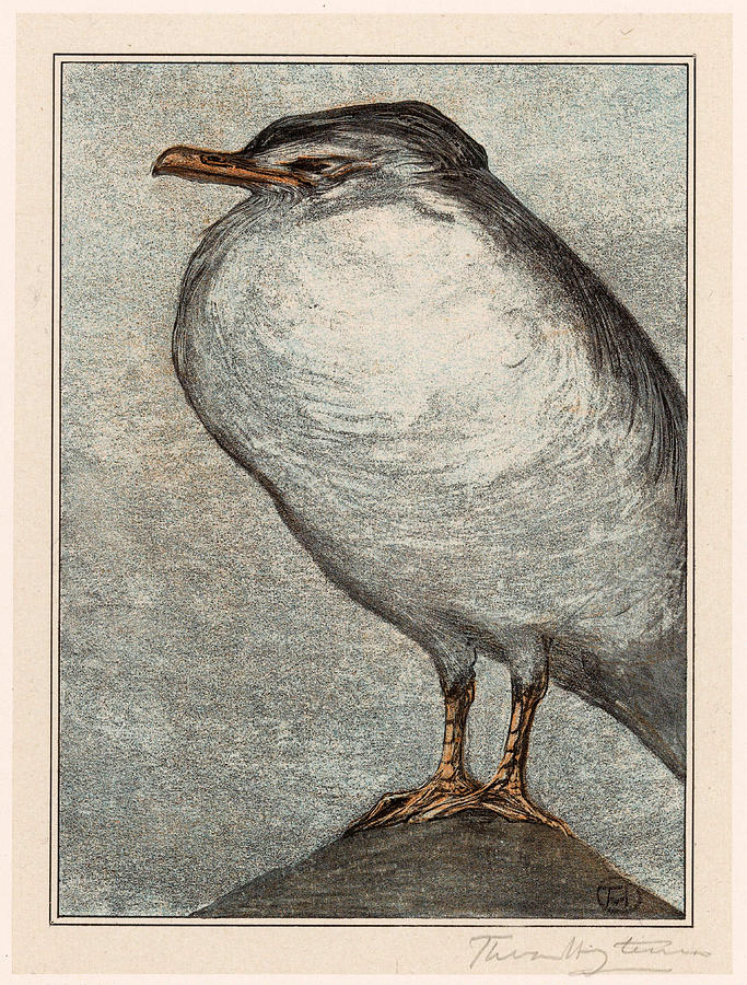 Herring Gull Drawing - Herring gull by Theo van Hoytema