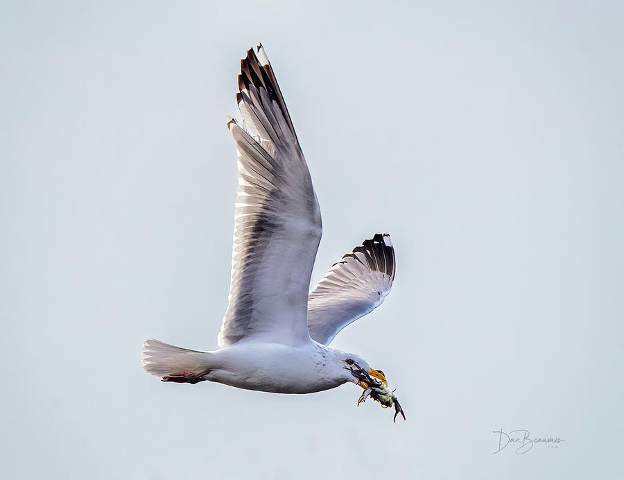 Herring Gull with Crab #7089 Photograph by Dan Beauvais