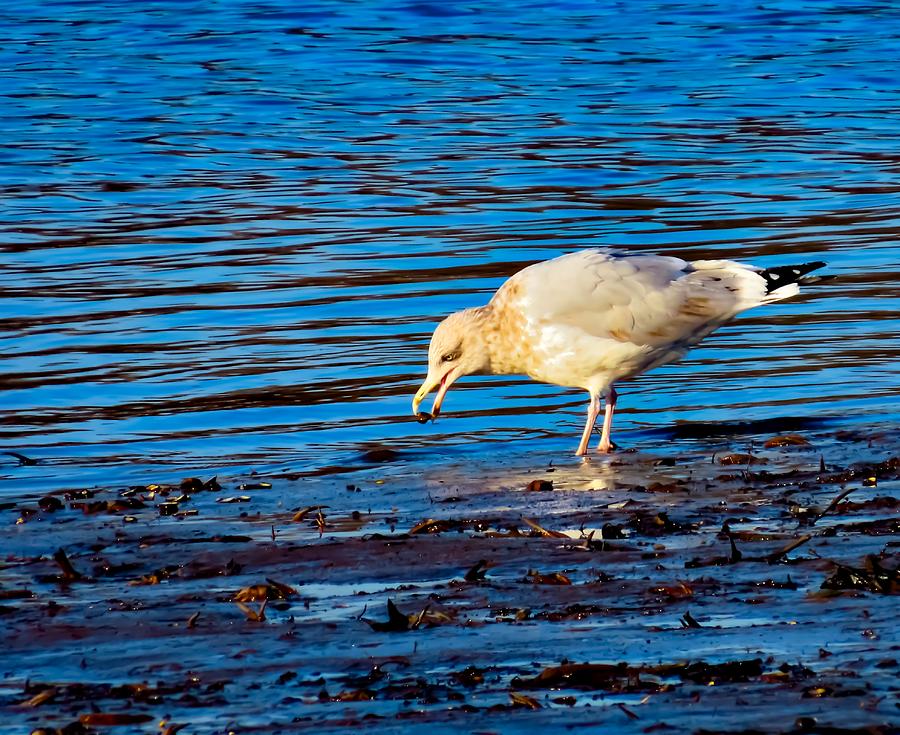 Herring Gull with Dinner Photograph by Linda Stern