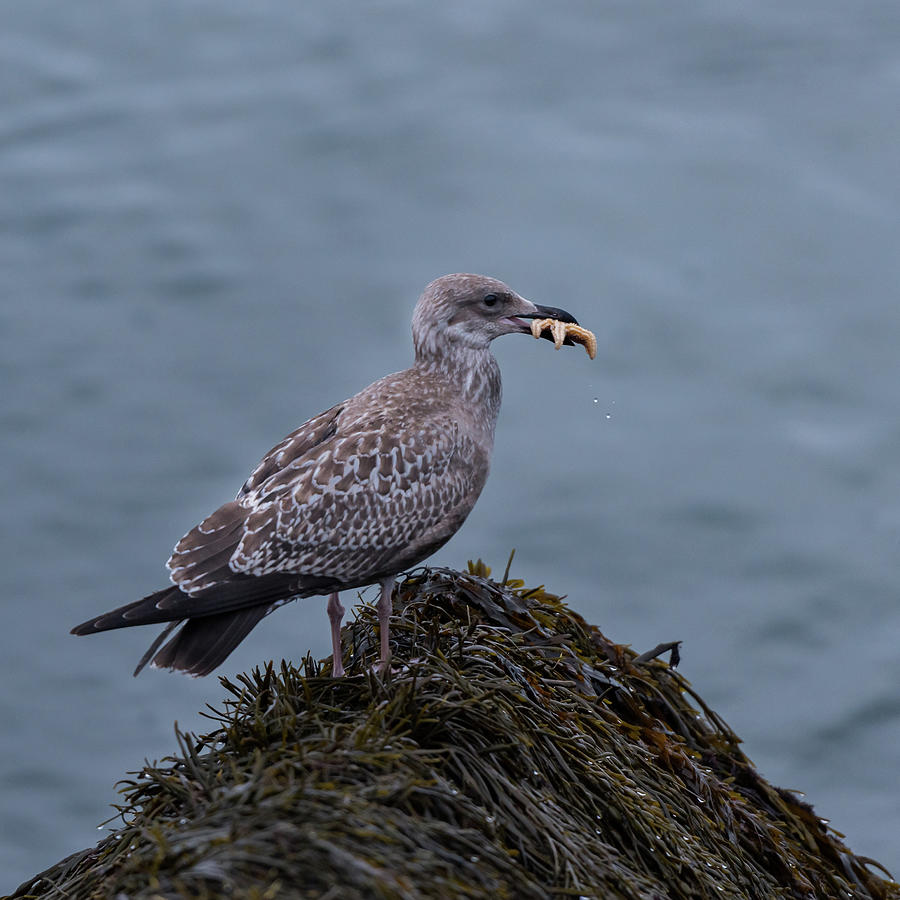 Herring Gull with Starfish Photograph by Travel Quest Photography